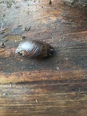 Novisuccinea strigata