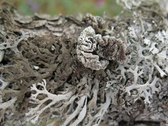 Nesolechia oxyspora oxyspora
