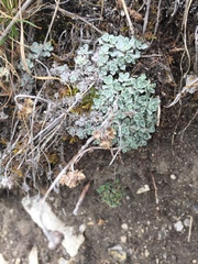 Antennaria densifolia