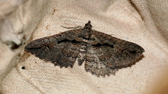 Chrysolarentia plagiocausta