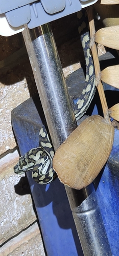 Coastal Carpet Python sighting