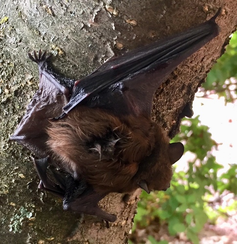 Big Brown Bat photographed in Connecticut