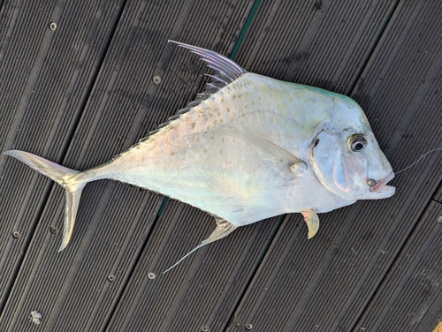 Indian threadfish (Alectis indica) — Carangidae — 5