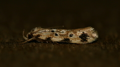 Opsitycha squalidella
