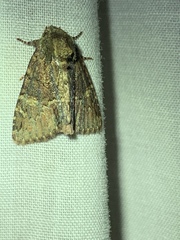 Phosphila turbulenta