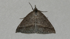 Nearcha nullata
