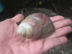 Helicostyla rufogaster