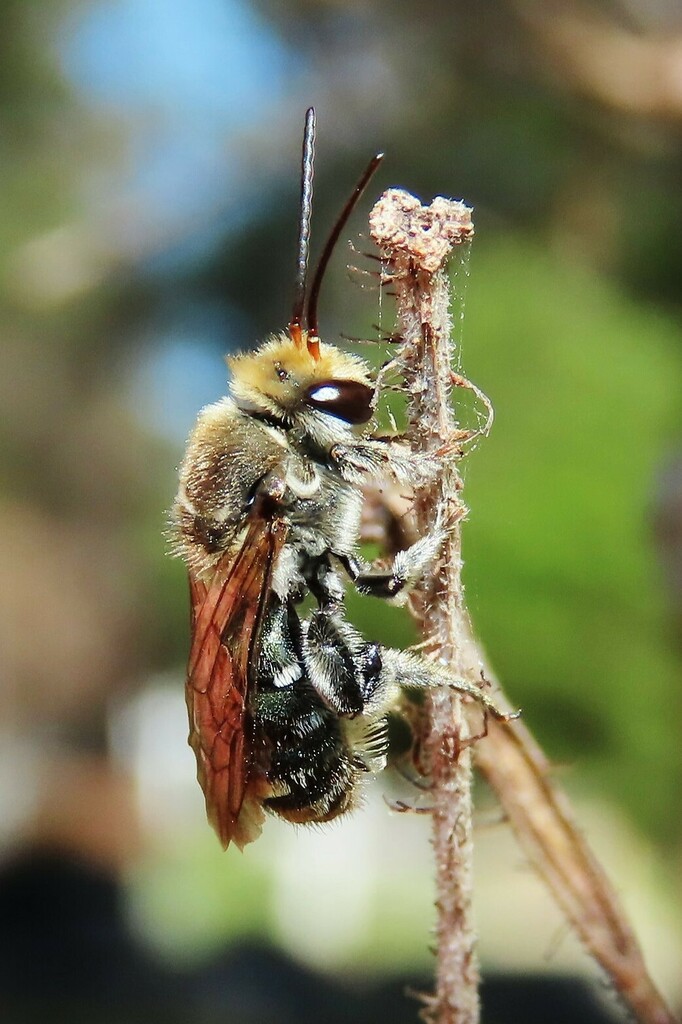 Green-and-gold Nomia Bee from Bermagui NSW 2546, Australia on March 3 ...