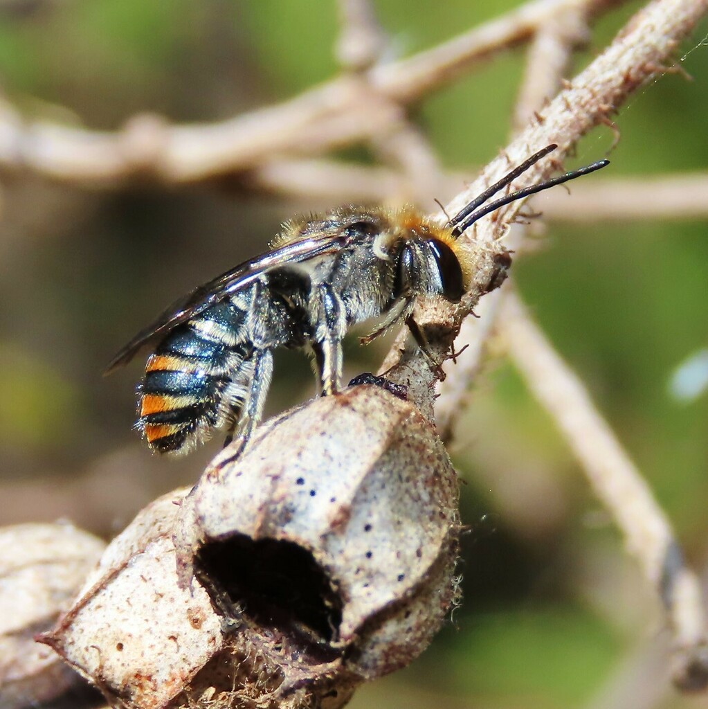 Green-and-gold Nomia Bee from Bermagui NSW 2546, Australia on March 3 ...