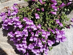 Penstemon davidsonii