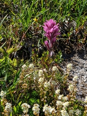 Castilleja parviflora olympica