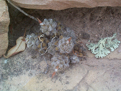 Anacampseros subnuda subsp. subnuda image