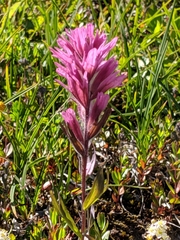 Castilleja parviflora olympica