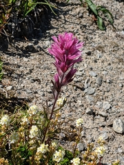 Castilleja parviflora olympica