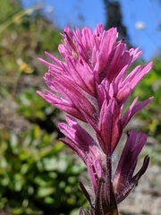 Castilleja parviflora olympica