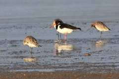 Haematopus ostralegus