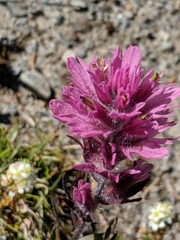 Castilleja parviflora olympica