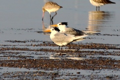 Thalasseus bengalensis