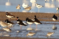 Haematopus ostralegus