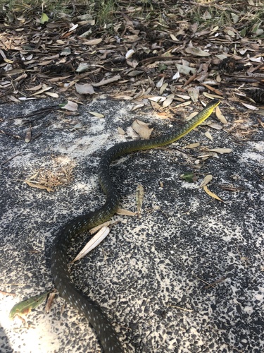 Common Tree Snake sighting