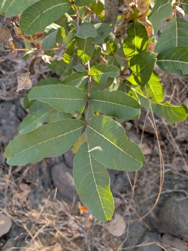 Image of Soymida febrifuga by (c) Ravuri Krishna Chaitanya, some rights reserved (CC BY)