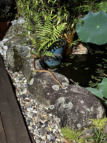 Brown Tree Snake sighting