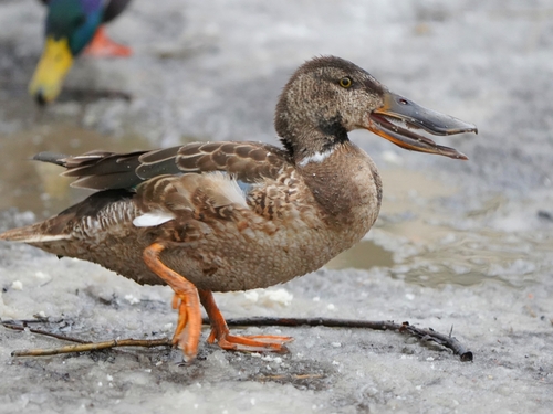 Canard souchet