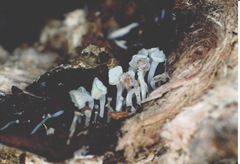 Hymenoscyphus sinicus