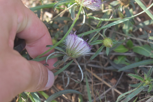 Image of Grassveld Karmedik (Dicoma anomala) by (c) Justin Ponder, some rights reserved (CC BY)