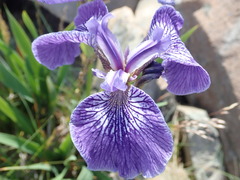 Iris hookeri