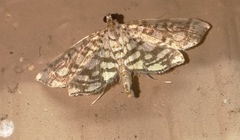 Lygropia rivulalis