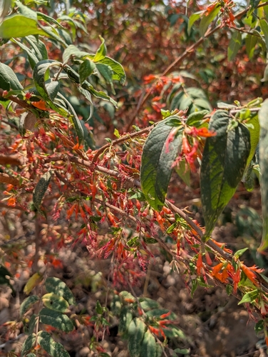 Image of Woodfordia fruticosa by (c) Ravuri Krishna Chaitanya, some rights reserved (CC BY)