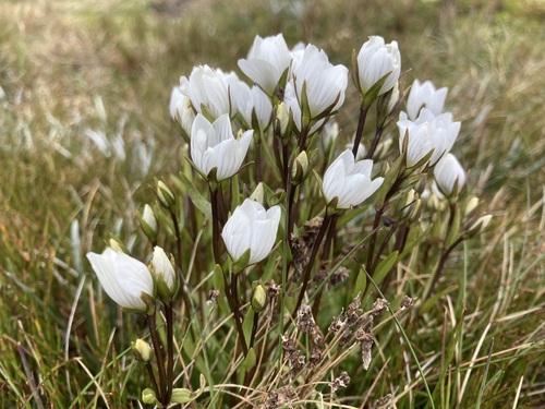 Image of Gentianella muelleriana by (c) Victor Phillips, some rights reserved (CC BY-SA)