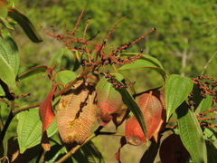 Miconia aeruginosa