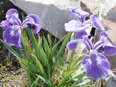 Iris hookeri