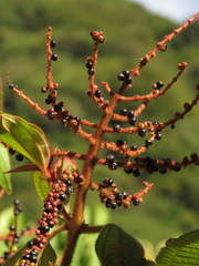 Miconia aeruginosa