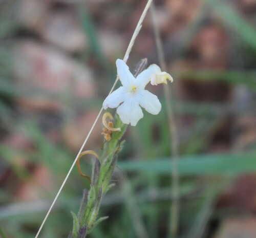 Chascanum hederaceum, photograph 2