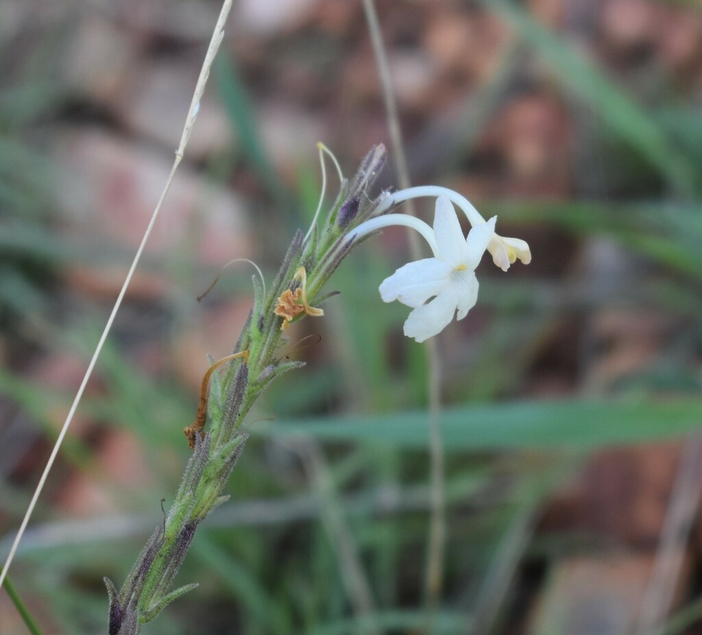 Chascanum hederaceum; photograph (c) Justin Ponder, some rights reserved (CC BY)