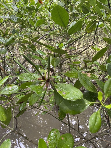 Ceriops decandra observed 2024-07-04