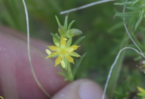 Image of Vahlia capensis by (c) Justin Ponder, some rights reserved (CC BY)