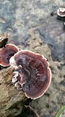 Nigroporus vinosus