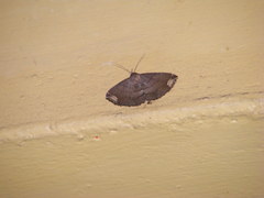 Adrapsa quadrilinealis