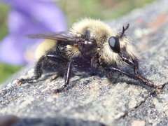 Laphria posticata