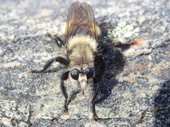 Laphria posticata