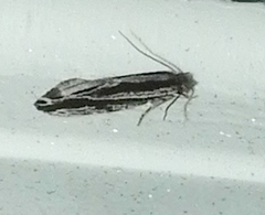 Nemapogon rileyi