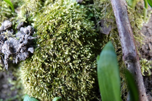 Taxiphyllum wissgrillii, 2025-03-03