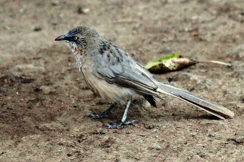 Large Grey Babbler