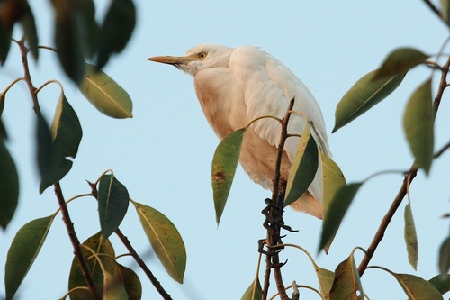Eastern Cattle-Egret