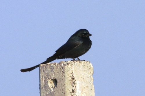 Black Drongo