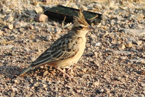 Tawny Lark